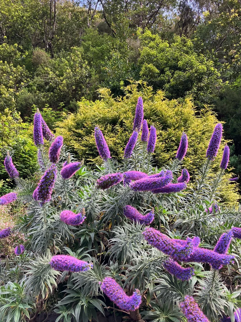Echium Candicans