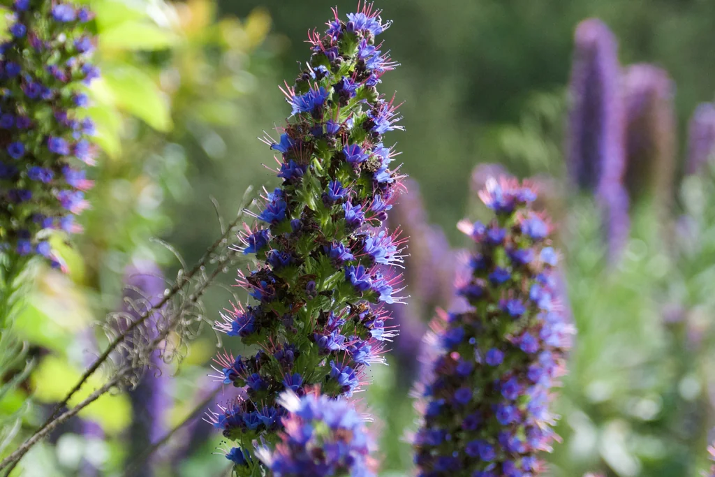 Echium Candicans