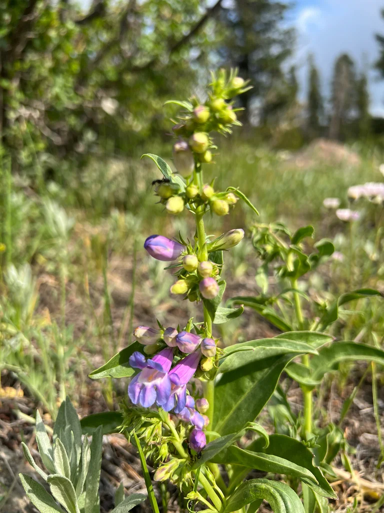 Penstemon Glaber