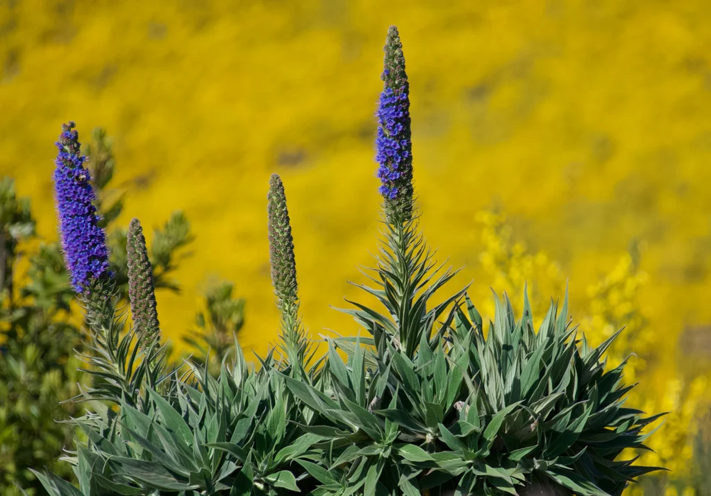 Echium Candicans