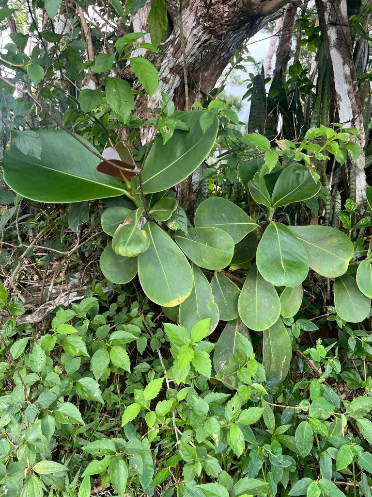 Clusia rosea