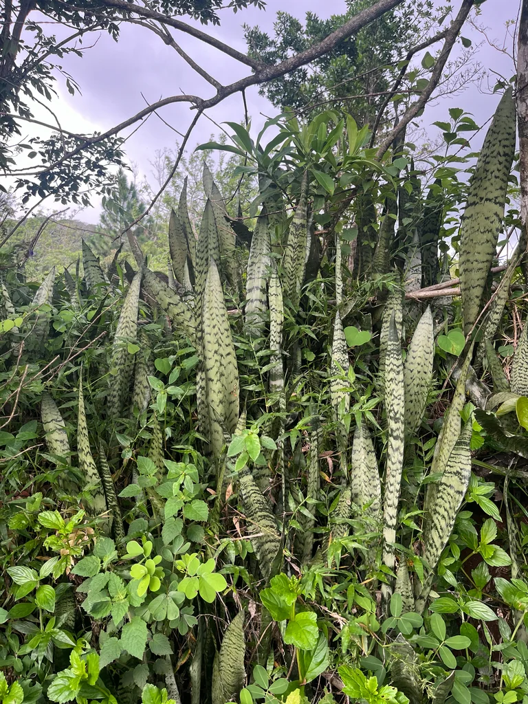 Sansevieria Trifasciata