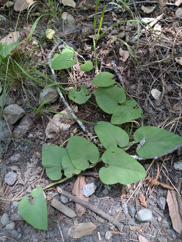 Aristolochia Californica