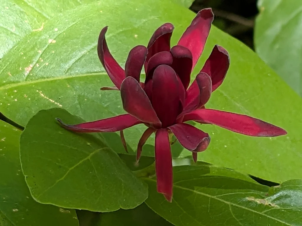 Calycanthus Occidentalis