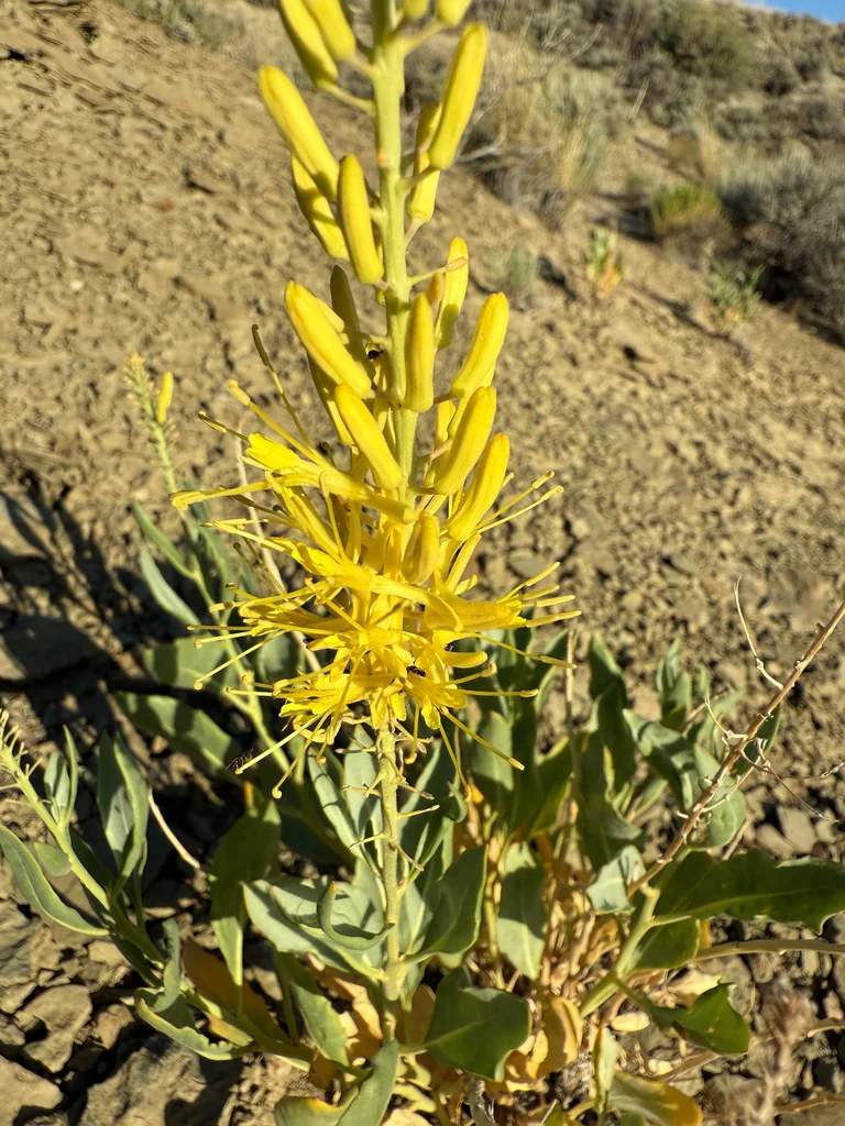 Stanleya Pinnata