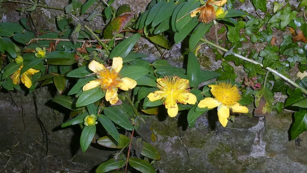 Hypericum Calycinum