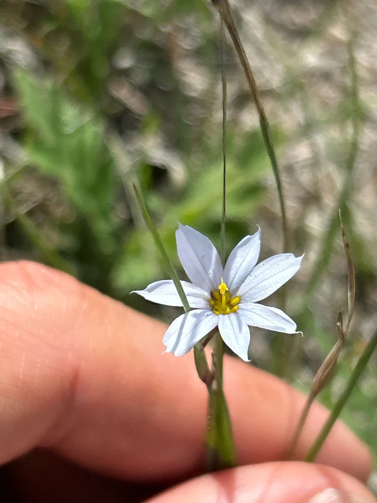 Sisyrinchium Campestre