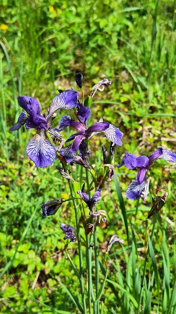 Iris Sibirica