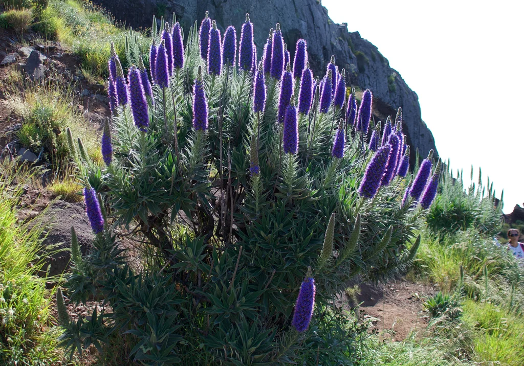 Echium Candicans