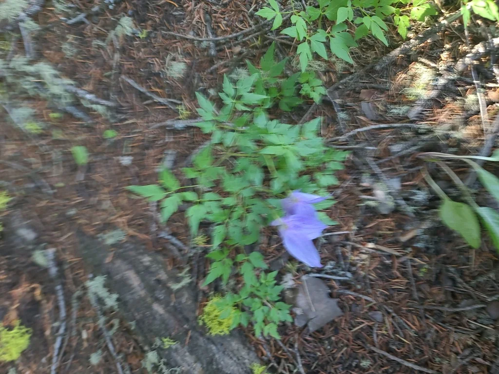 Clematis Columbiana
