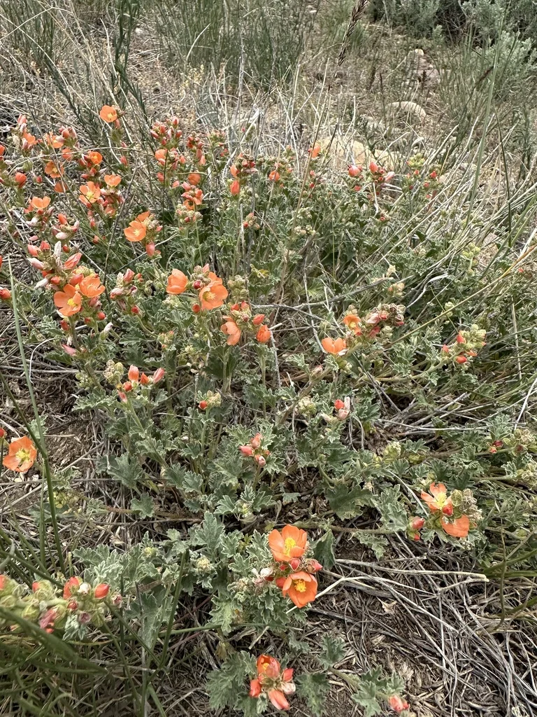 Sphaeralcea Munroana