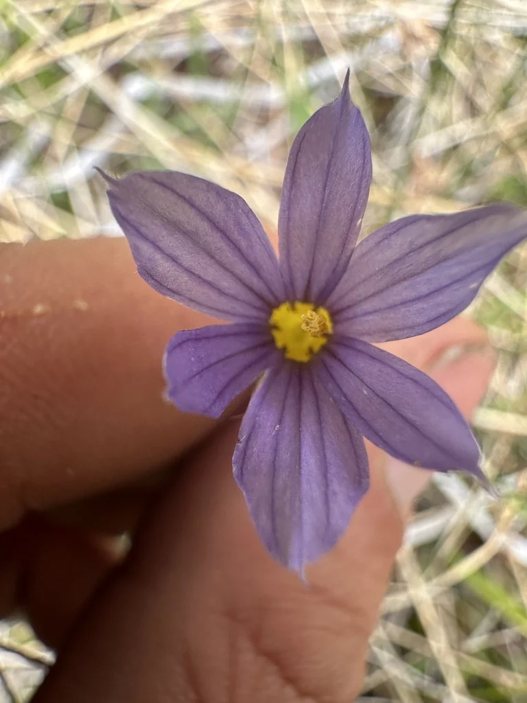 Sisyrinchium Idahoense