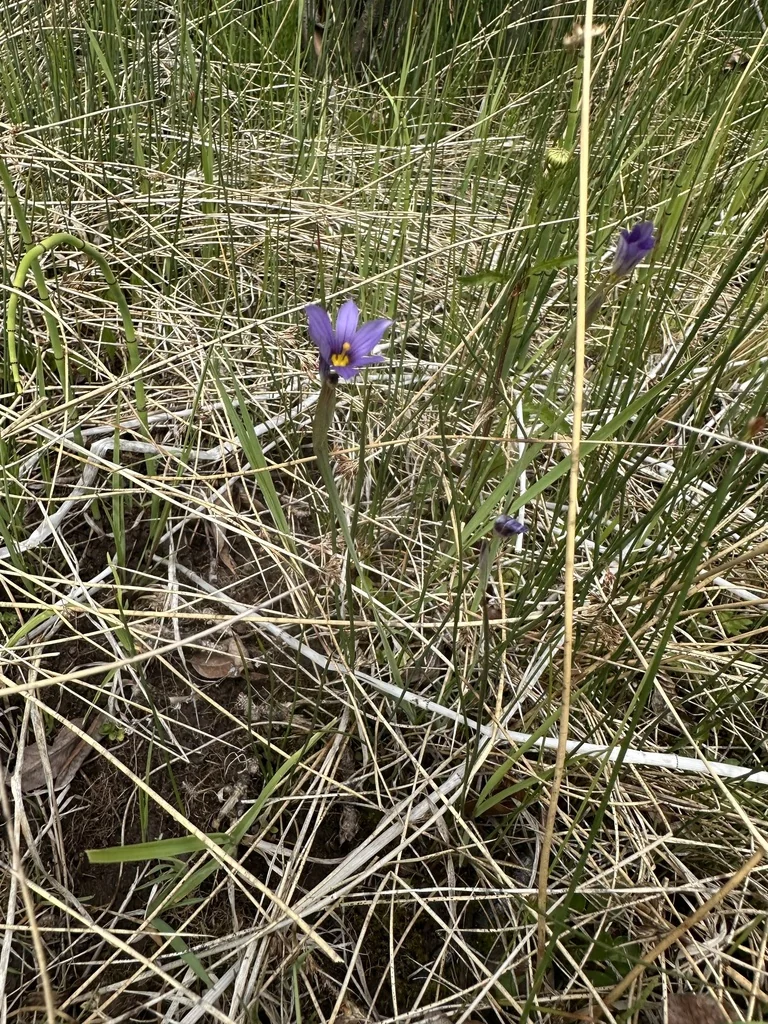 Sisyrinchium Idahoense