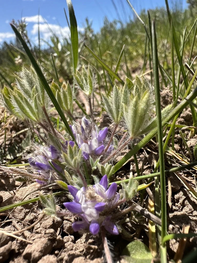 Lupinus Lepidus