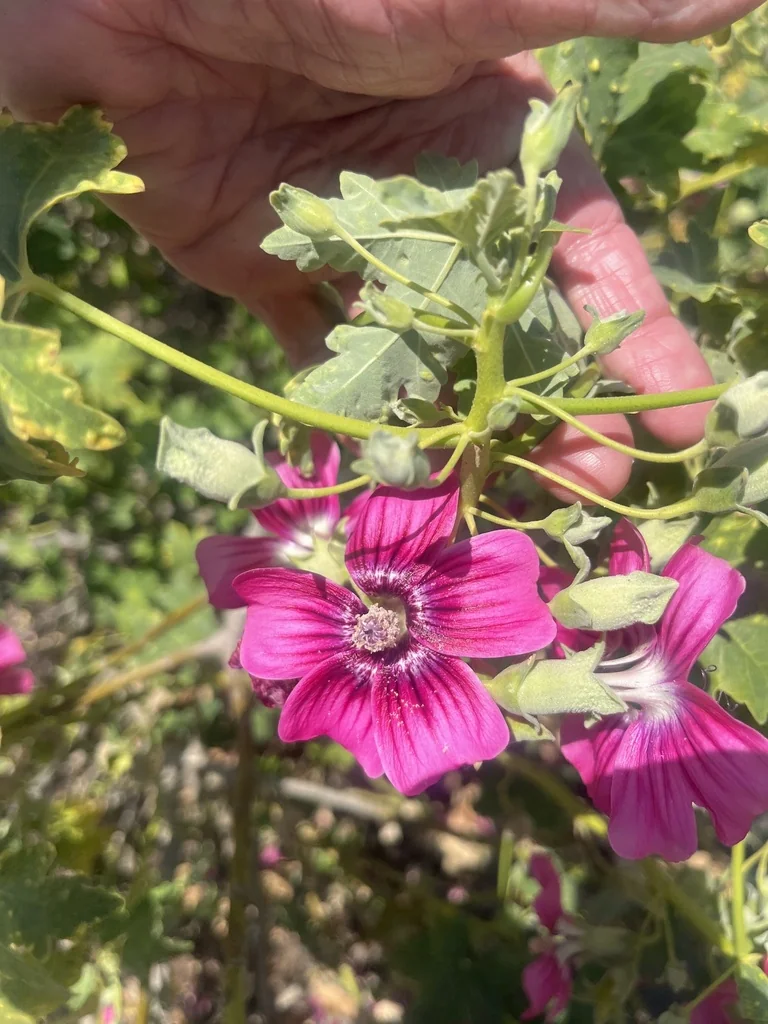 Lavatera Assurgentiflora