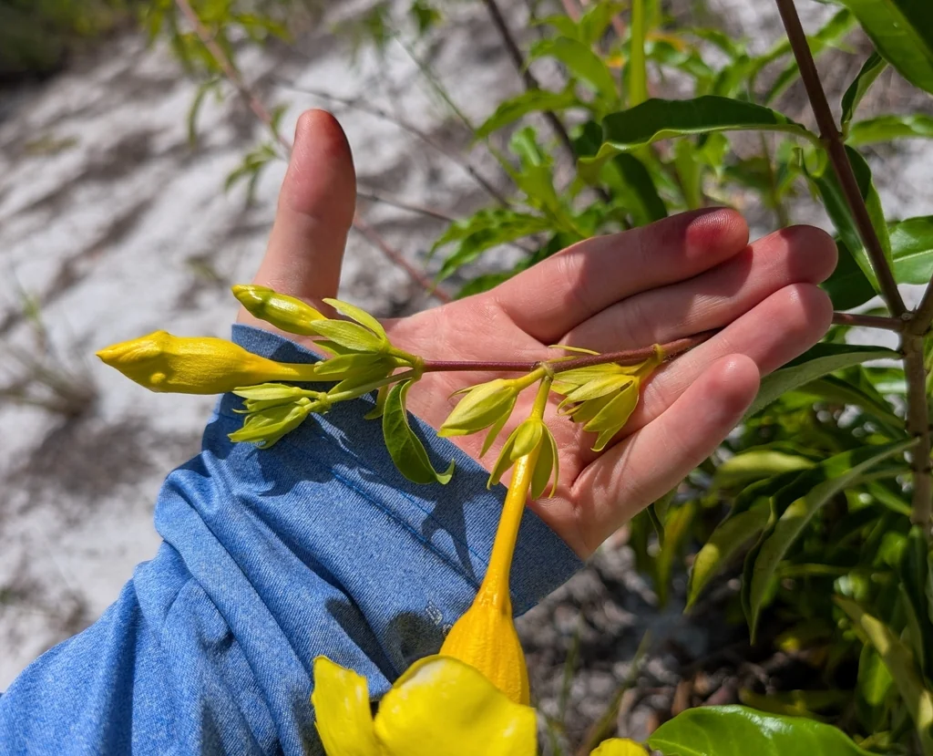 Allamanda Cathartica
