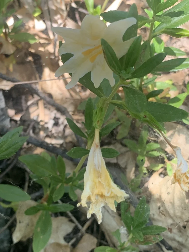 Diplacus Grandiflorus