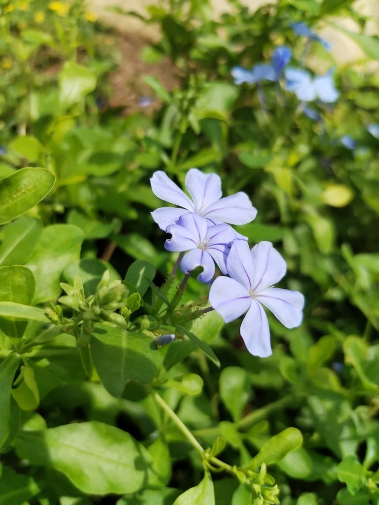 Plumbago Auriculata