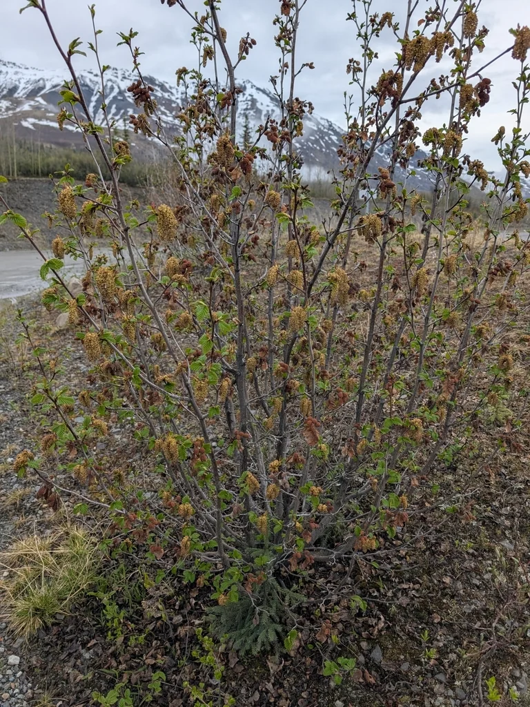 Alnus Incana Ssp. Tenuifolia
