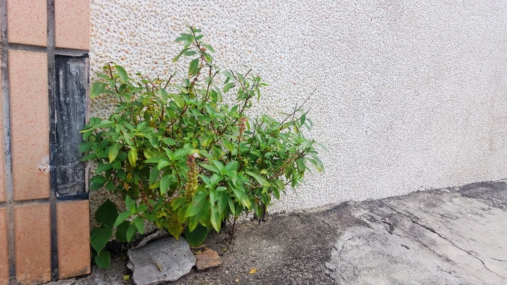 Ocimum basilicum