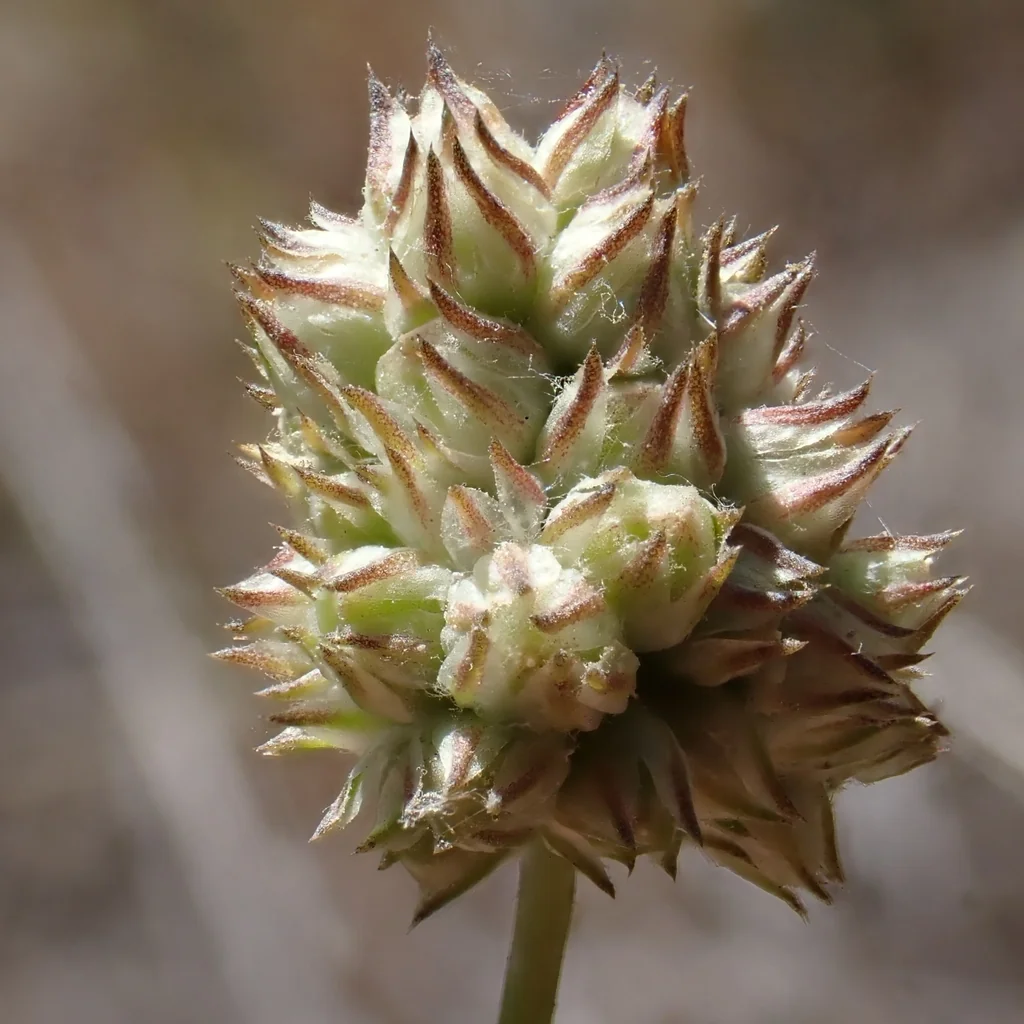 Gilia Capitata
