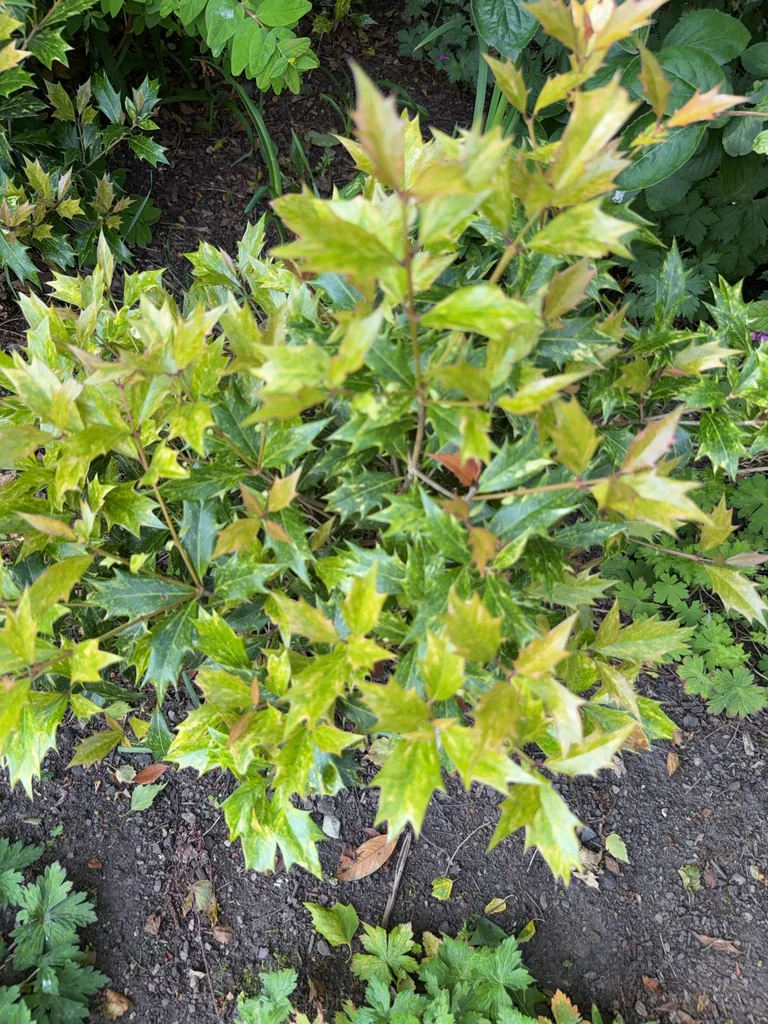 Osmanthus Heterophyllus