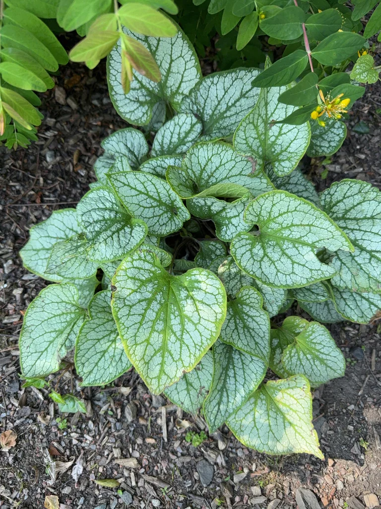 Brunnera macrophylla
