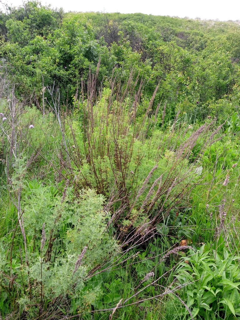 Artemisia Abrotanum