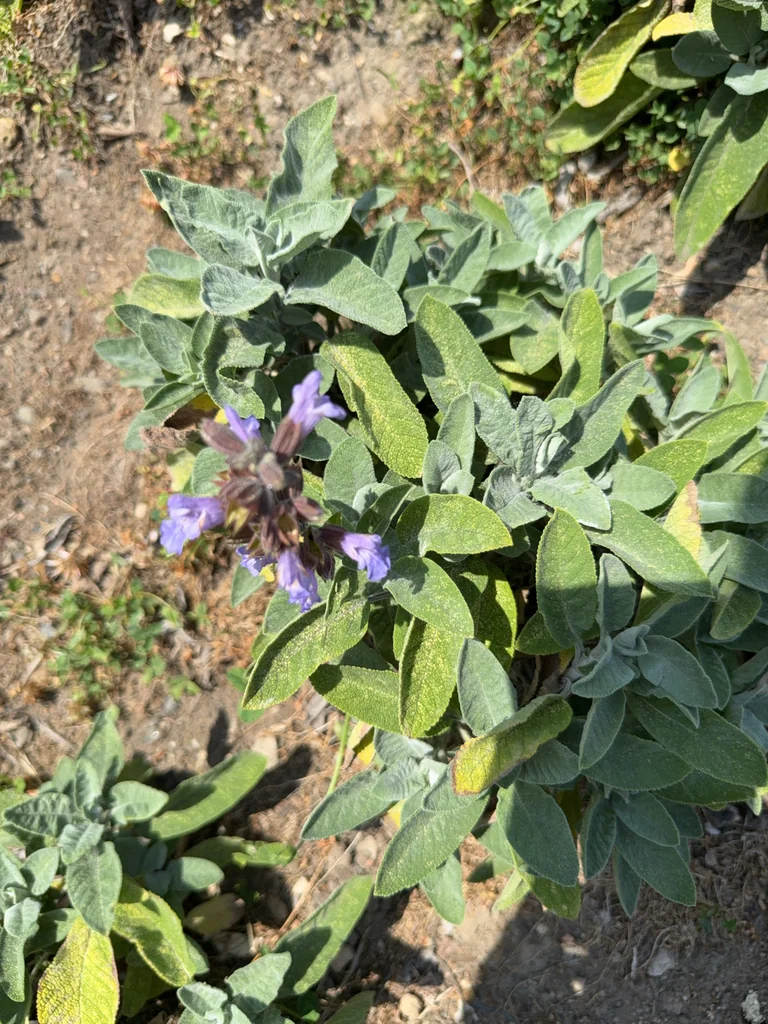 Salvia Officinalis