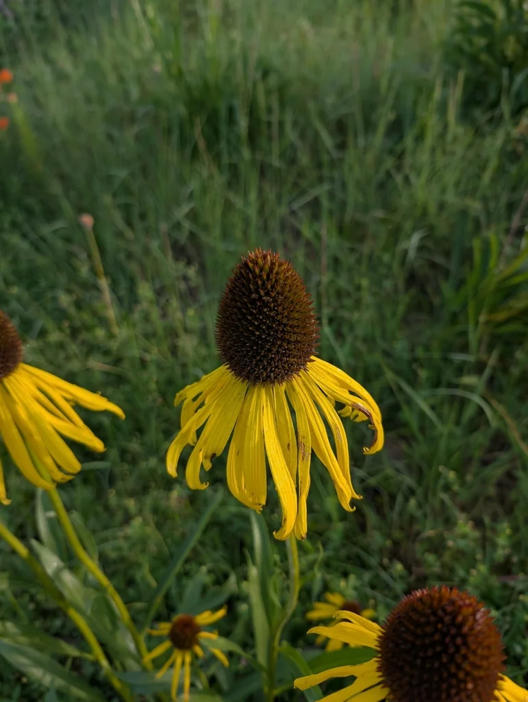 Echinacea Paradoxa