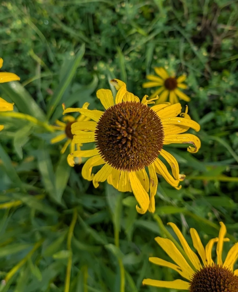 Echinacea Paradoxa
