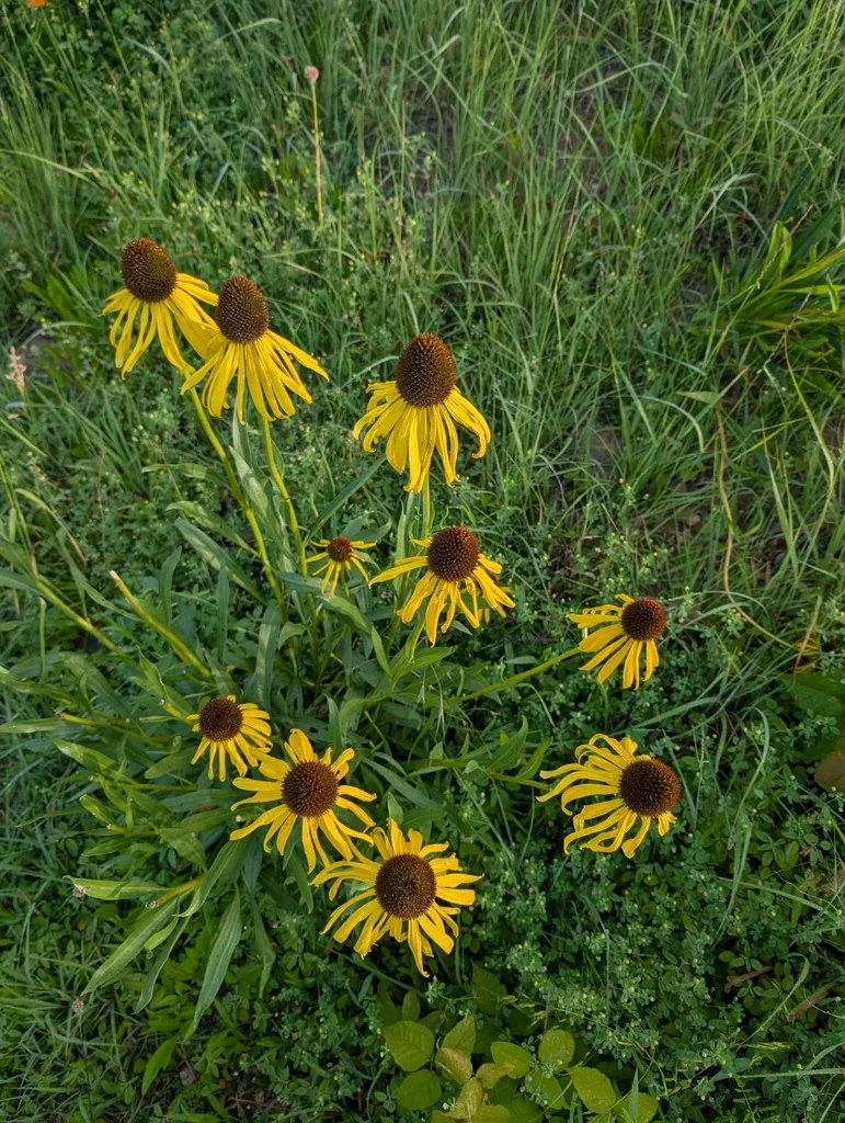 Echinacea Paradoxa