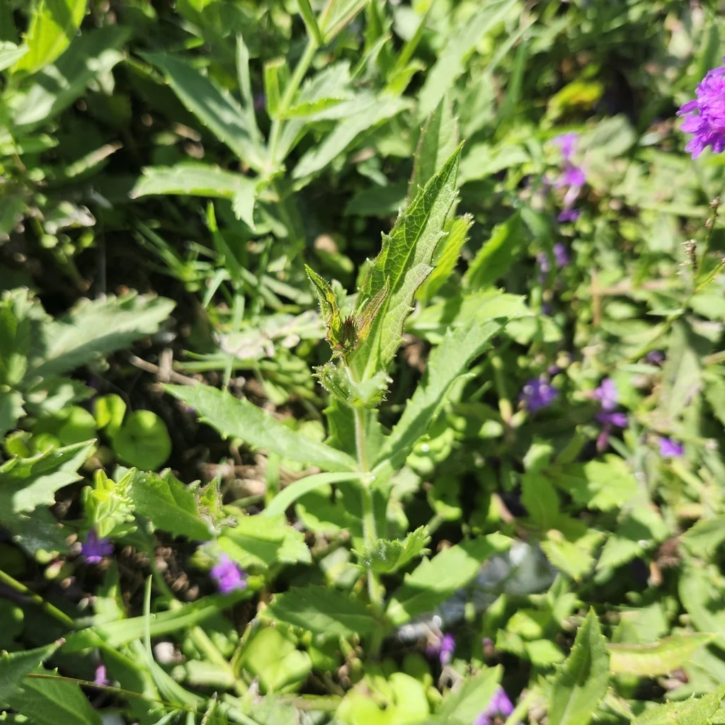 Verbena Rigida