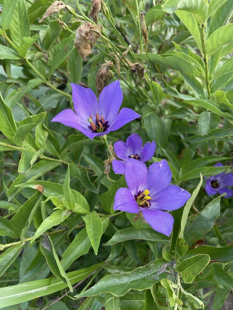 Eustoma Grandiflorum