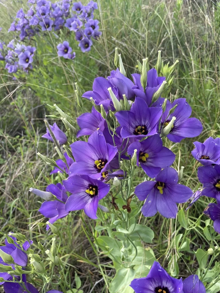 Eustoma Grandiflorum
