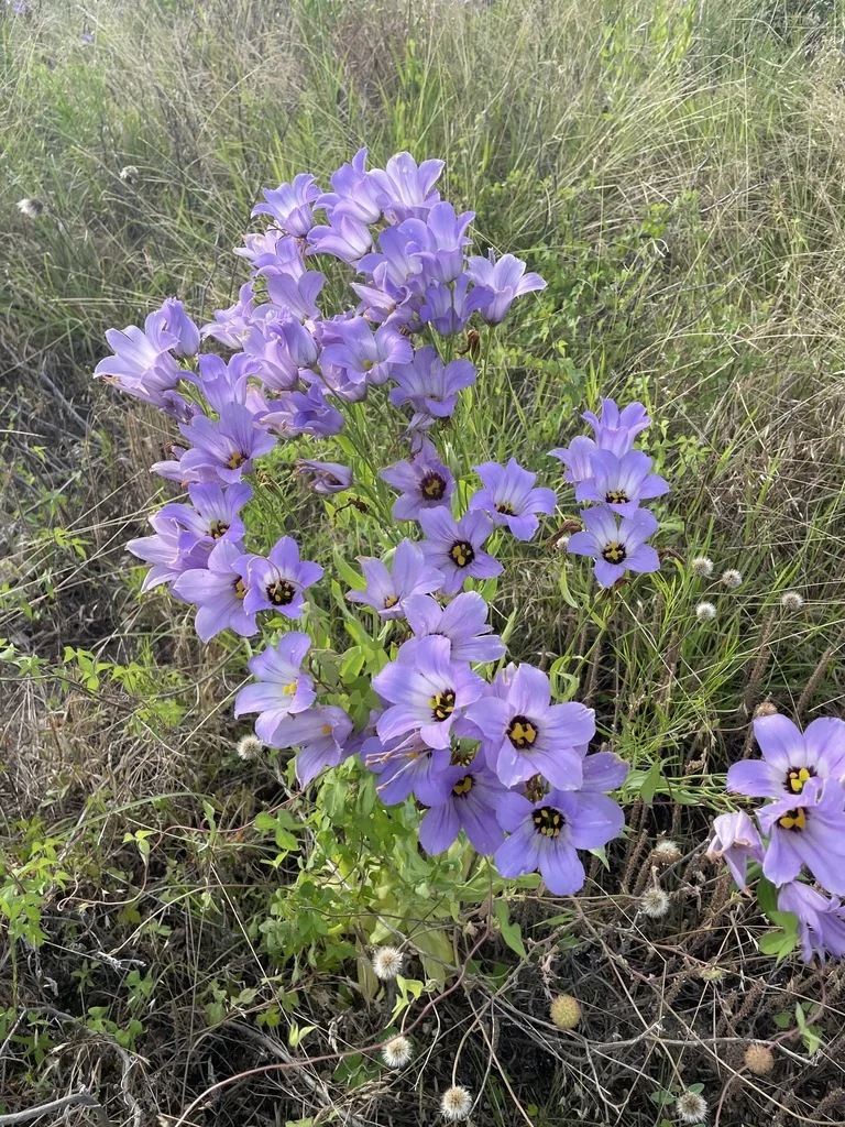 Eustoma Grandiflorum