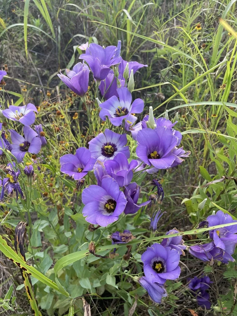 Eustoma Grandiflorum