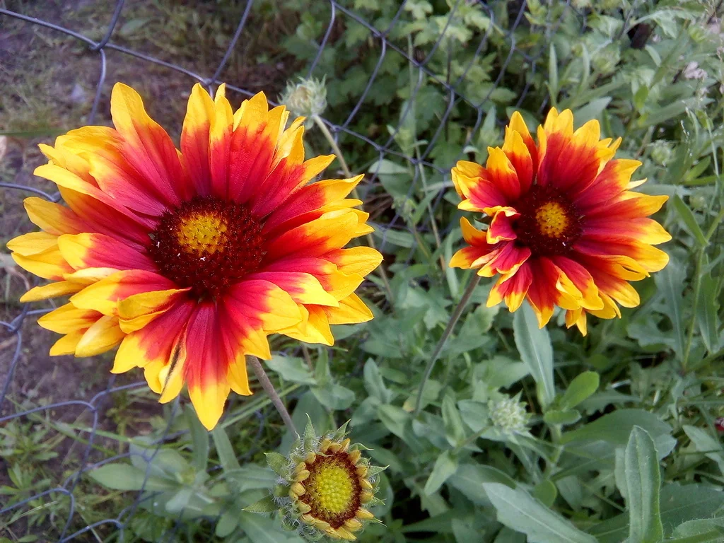 Gaillardia X Grandiflora