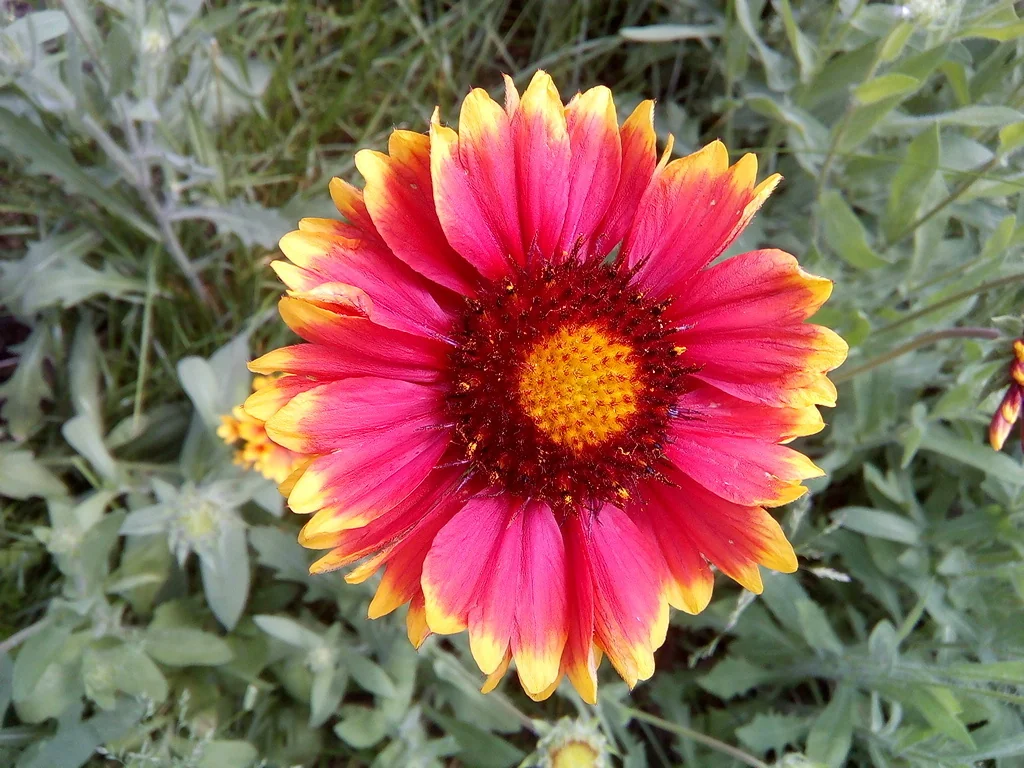 Gaillardia X Grandiflora
