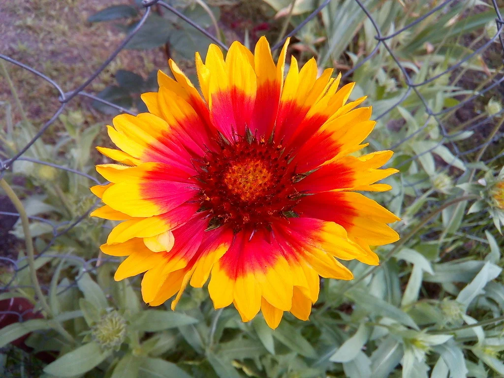 Gaillardia X Grandiflora
