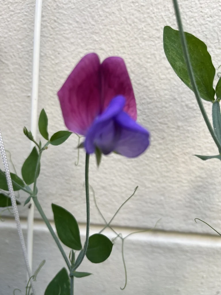 Lathyrus Odoratus