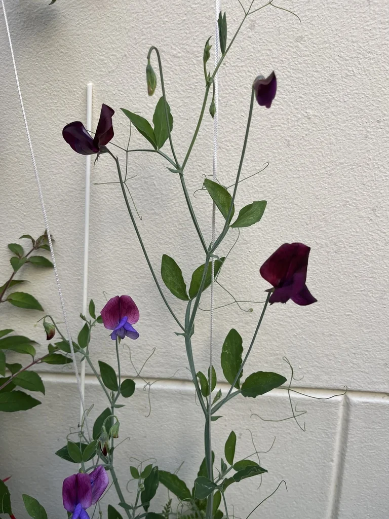 Lathyrus Odoratus