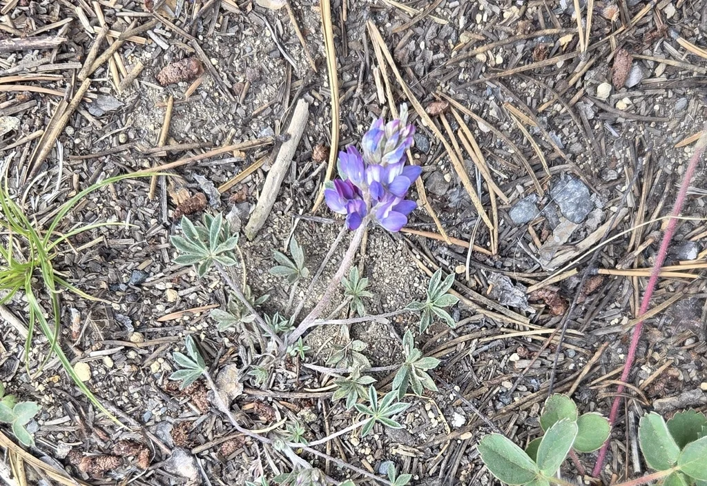 Lupinus Lepidus