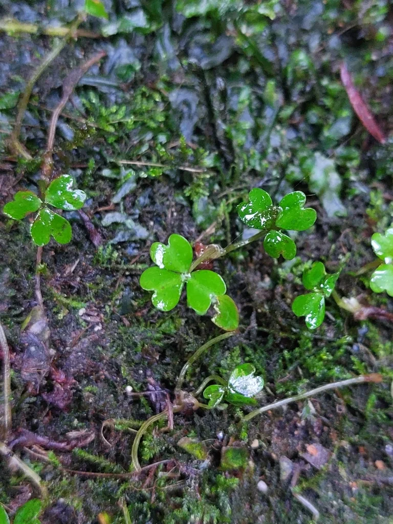 Oxalis Magellanica