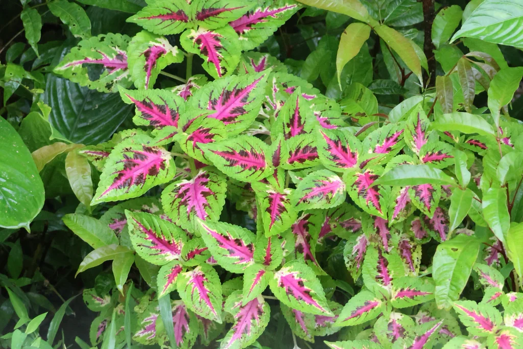 Coleus scutellarioides