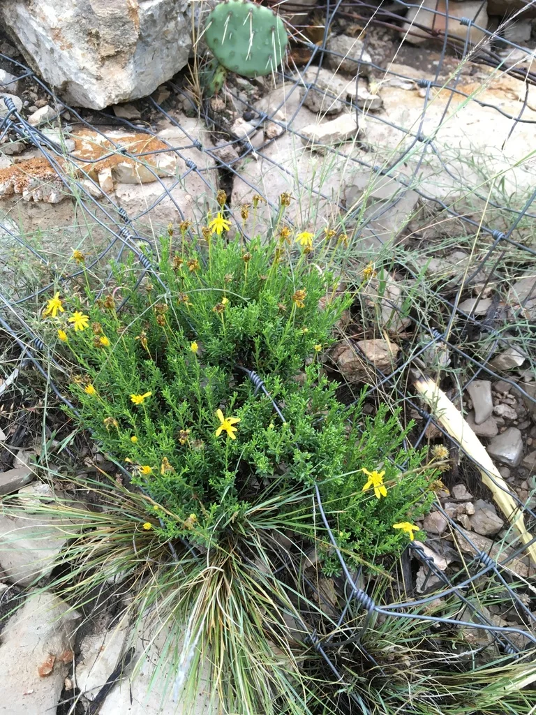 Chrysactinia Mexicana