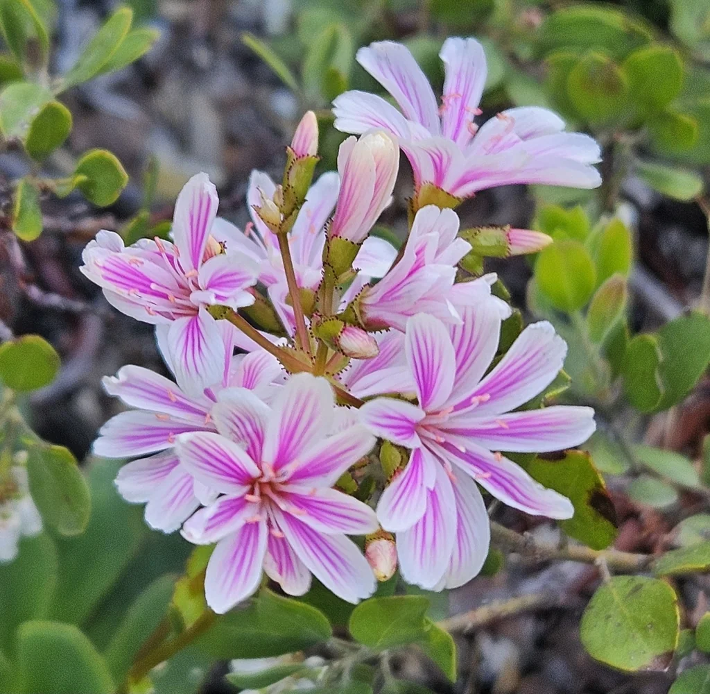 Lewisia Cotyledon