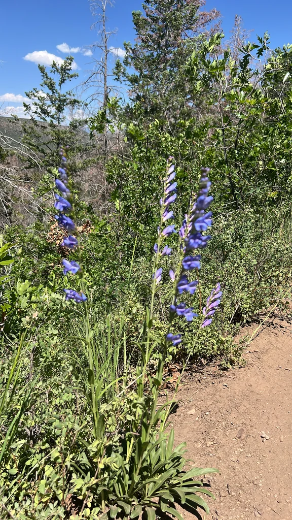 Penstemon Strictus