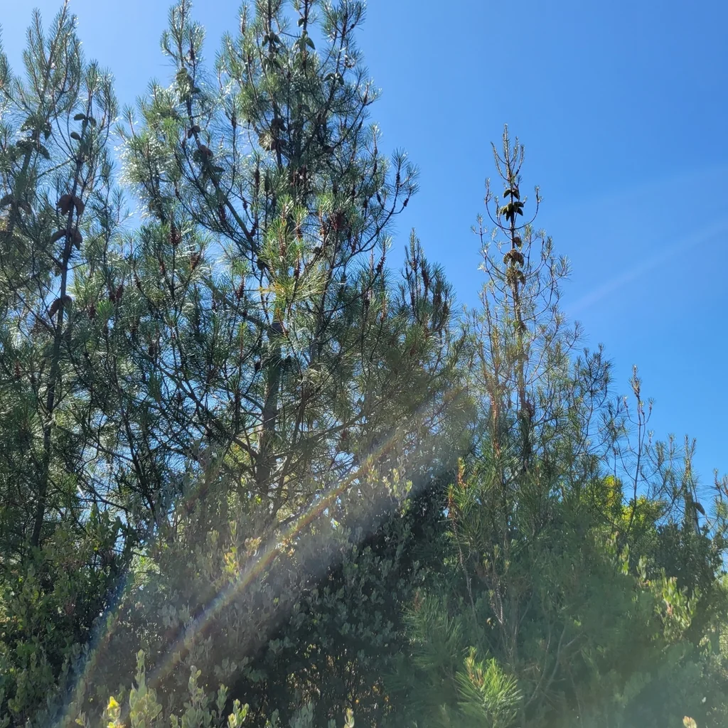 Pinus Attenuata