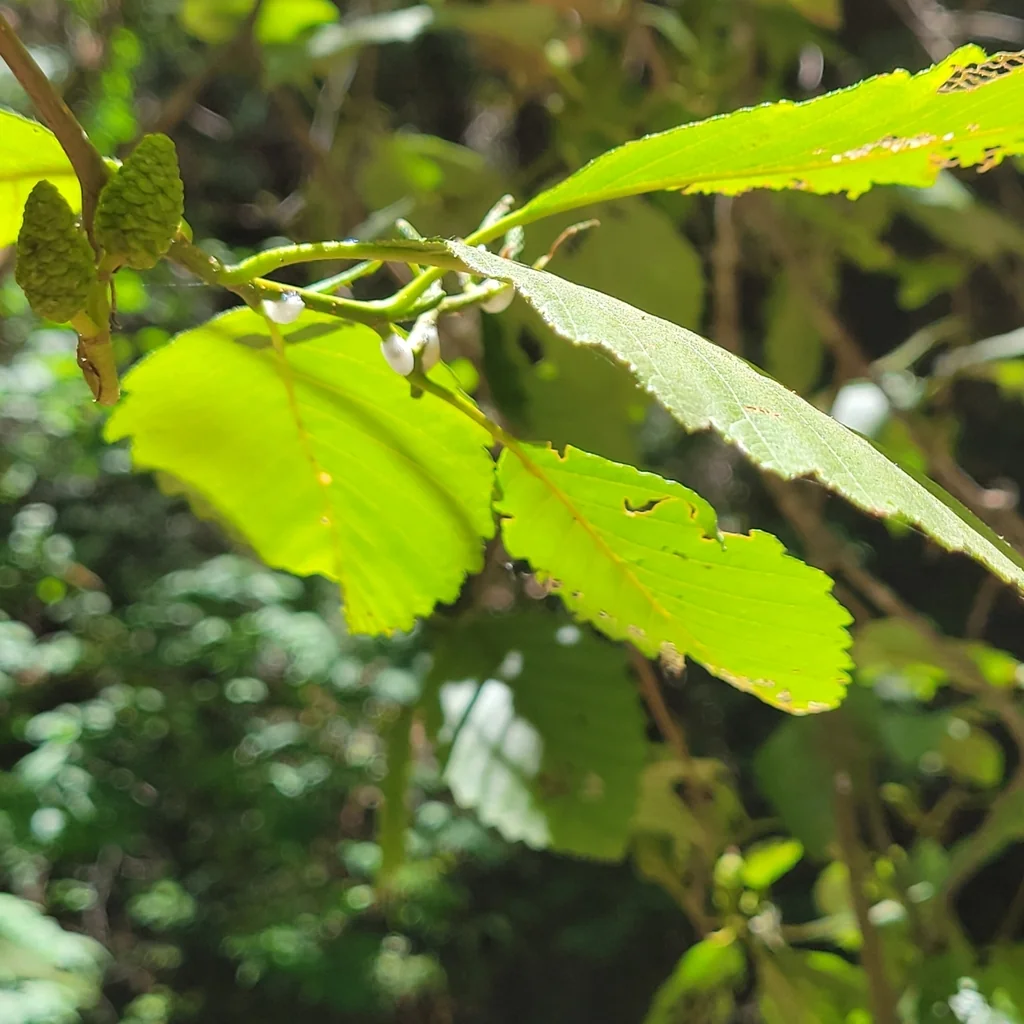 Alnus Rhombifolia